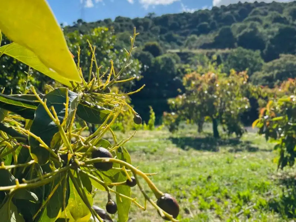 Finca met 3 slaapkamers in Estepona in Estepona - foto 10