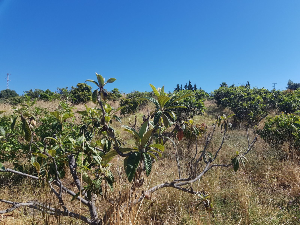 Finca – Cortijo in Estepona, Málaga in Estepona - foto 2