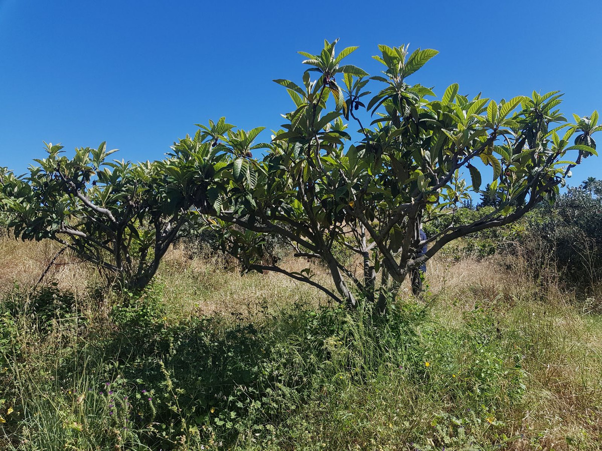 Finca – Cortijo in Estepona, Málaga in Estepona - foto 7