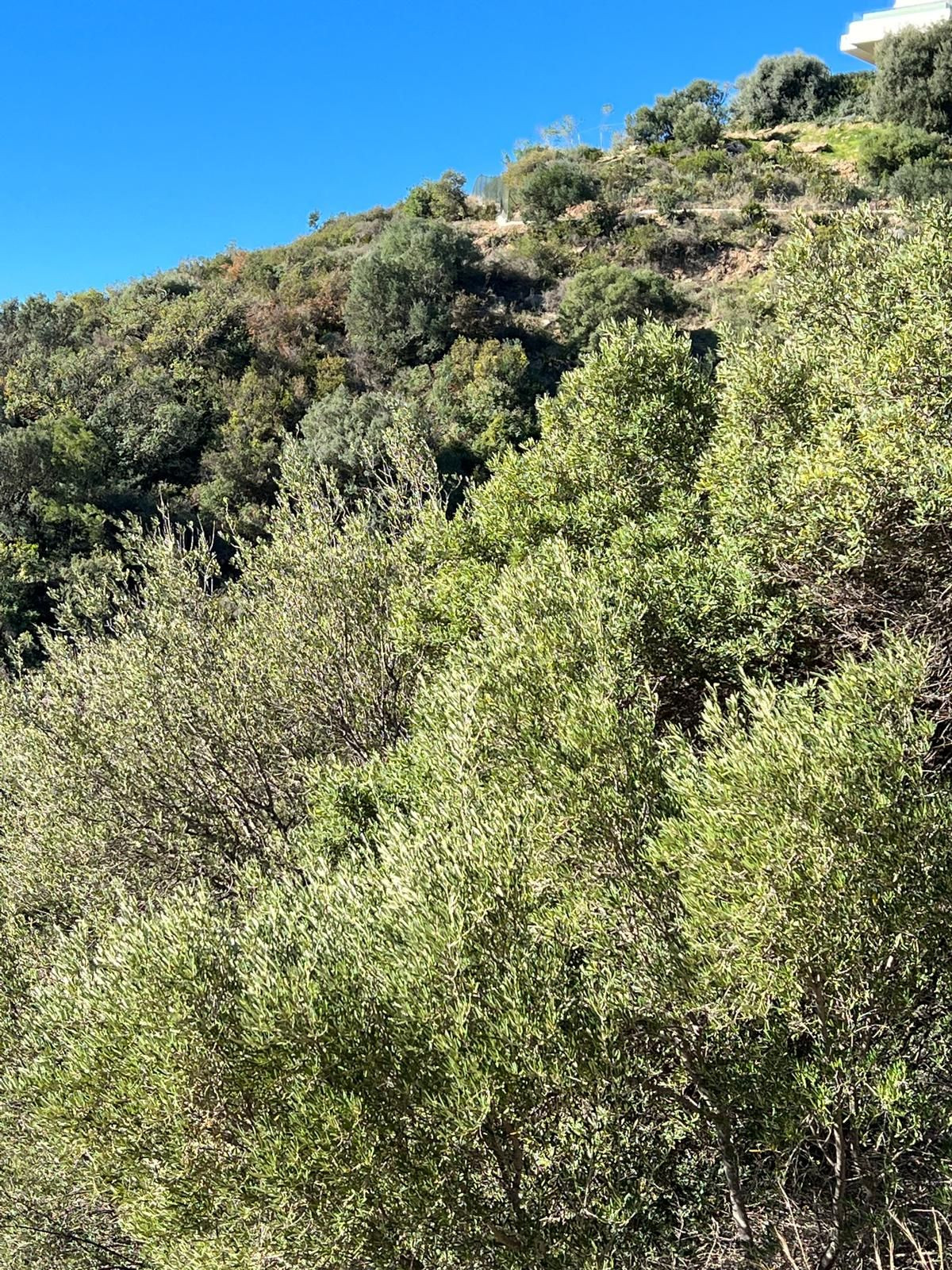 Plot in Altos De Los Monteros in Altos de los Monteros - foto 2