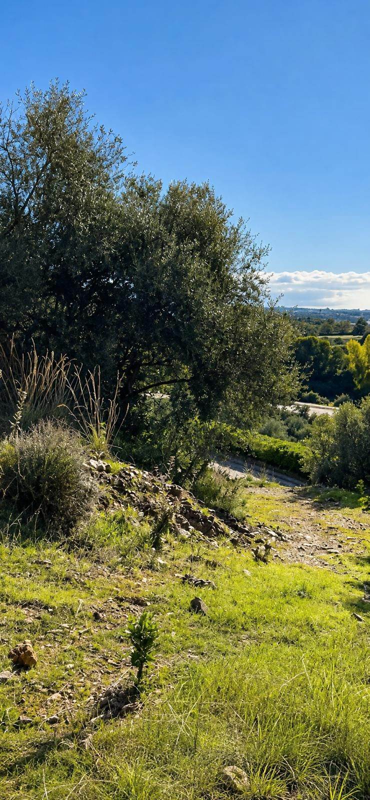 Plot in Altos De Los Monteros in Altos de los Monteros - foto 3
