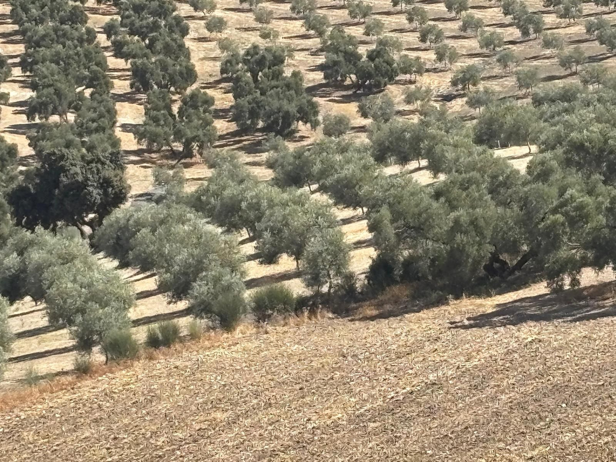 Plot in Antequera in Antequera - foto 2