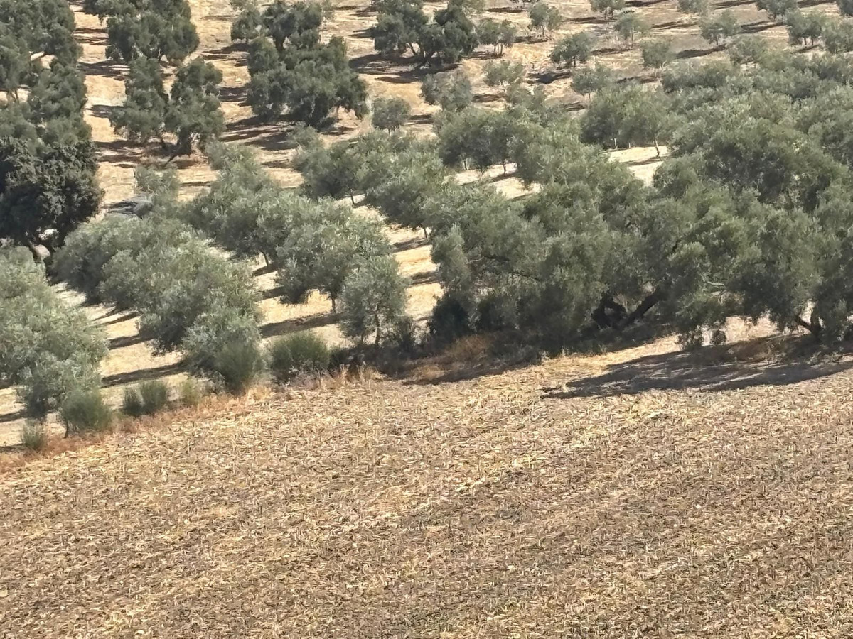 Plot in Antequera in Antequera - foto 5
