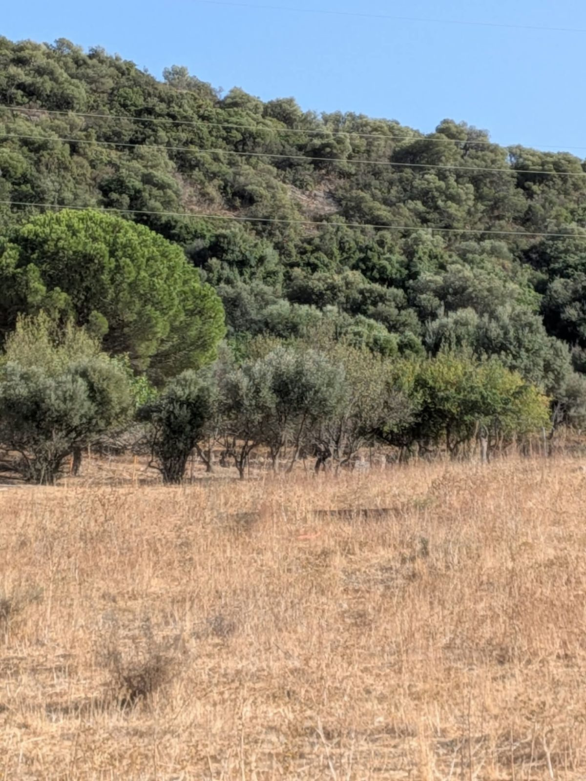 Plot in Casares in Casares - foto 3